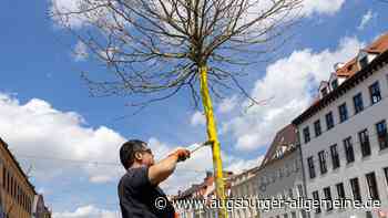 Diskussion: Wie gut vertragen sich Bäume und Baudenkmäler?