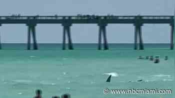 ‘Get out of the water!': Shark seen swimming near beachgoers in Florida