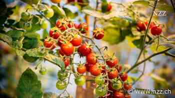 Revolution von oben: Die EU-Kommission will künftig moderne Gentech-Pflanzen nicht anders behandeln als konventionell gezüchtete Pflanzen