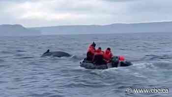 Whale rescue group frees mother and calf caught in fishing gear in N.L.