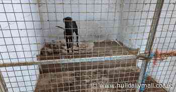 Greyhound trainer Rebecca Perkins jailed after dogs found in sickening state at East Yorkshire kennels