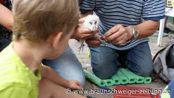 Vierfacher Eulen-Nachwuchs in Liedingen