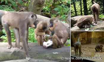 Watch the horrifying moment a monkey EATS her baby's corpse