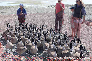 Researchers tag Canada geese to help City of Nanaimo control bird’s population