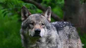 Umstrittene Wolfsverordnung ist nun Fall für die Justiz