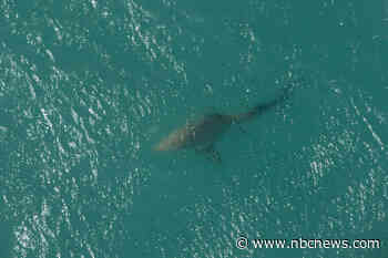 Shark sightings spook East Coast as New York reports bites and swimmers flee water in Florida