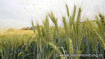 EU-Kommission will Gentechnik-Regeln für Lebensmittel lockern