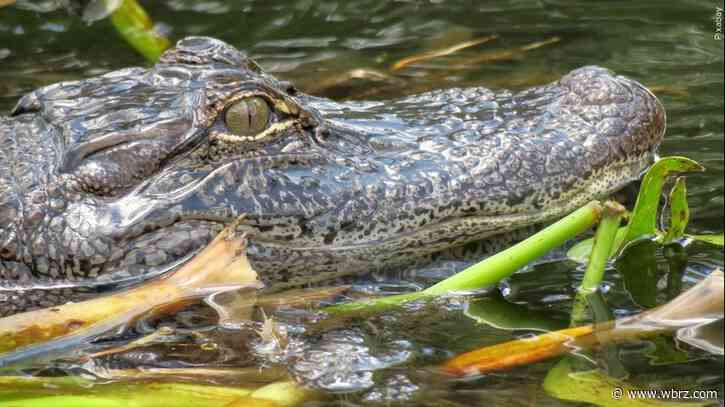 South Carolina woman dies after alligator attack near golf course lagoon