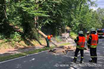 Vlotho: Wehr beseitigt umgewehte Bäume