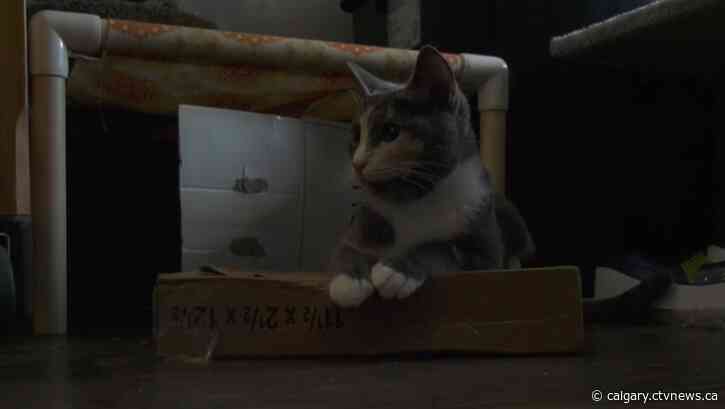 Cat rescue operator speaks out about Alberta's problem communities