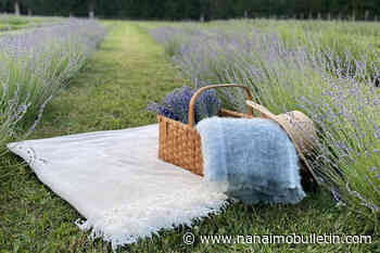 A planting party outside of Nelson turns one lavender plant into 7,000