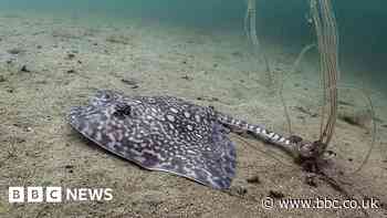 Highly Protected Marine Areas: Three sites secure environmental protection