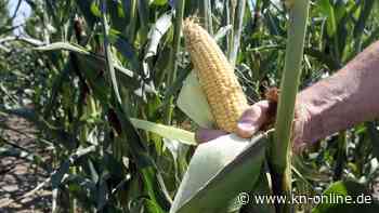 Grüne Gentechnik: Die Verbraucherinnen und Verbraucher müssen sich entscheiden können