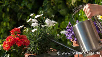 Mit diesen Tipps bleiben Balkonpflanzen während der Urlaubszeit frisch