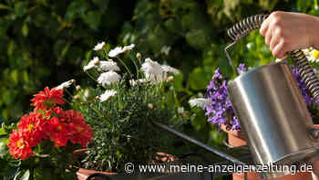 Mit diesen Tipps bleiben Balkonpflanzen während der Urlaubszeit frisch