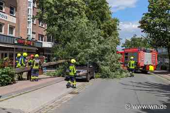 Sturmtief „Poly“ weht Bäume im Münsterland um