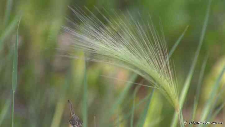 Foxtail barley to be stopped short under Calgary's new rules