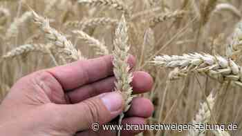 Lockerung von Gentechnik-Regeln: Sinnvoll oder gefährlich?