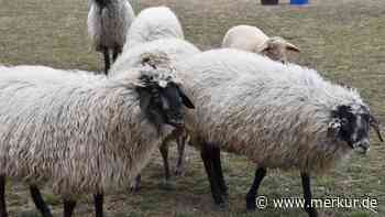 Todesdrama auf der Weide: Hallbergmooser Schulschaf verendet qualvoll - Halterin ist wütend