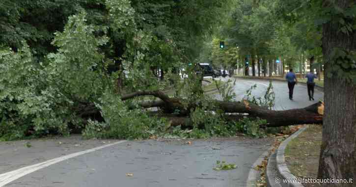 Milano, forti raffiche di vento in città nel tardo pomeriggio di mercoledì 5 luglio. Molti alberi sono caduti in diverse zone (video)