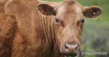 Sask. bovine tuberculosis case spurs Canadian Food Inspection Agency investigation