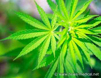 Medical cannabis laws have no effect on opioid prescriptions, study finds