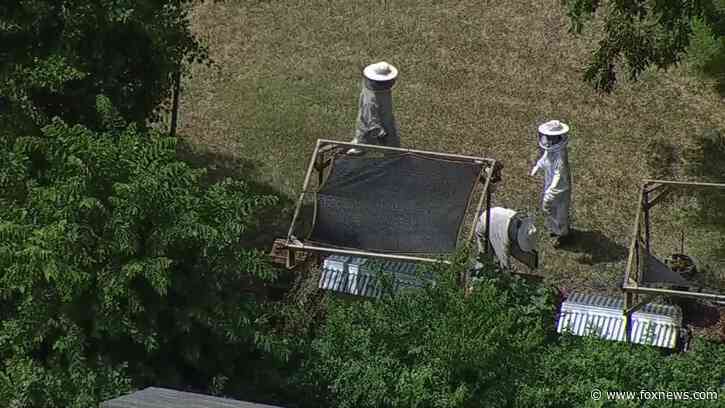 Texas beekeeper, 79, dies after freak fire occurs while harvesting honey: police