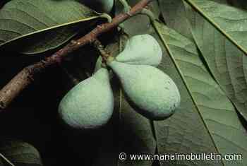 Unsung pawpaw a delicious, low-maintenance, North American fruit tree