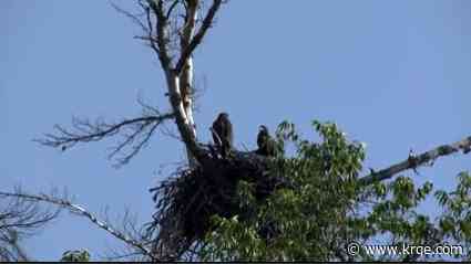 Baby bald eagles spotted during white water rafting trip