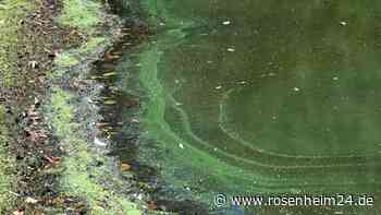 Blaualgen im Badesee: Deshalb sind sie gefährlich