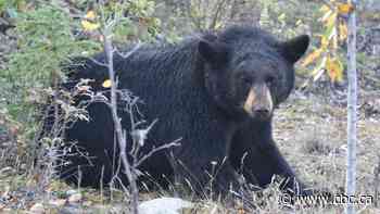 Alberta hiker fined $7,500 for shooting black bear in Jasper National Park