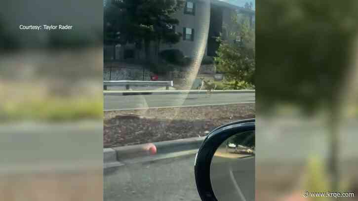 Deer spotted in northeast Albuquerque Wednesday morning