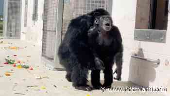 Chimp who saw sky for the first time now thriving in Fort Pierce chimpanzee sanctuary