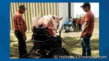 Chesapeake's 'Trails of Purpose' nonprofit uses equine therapy to help vets and service members heal from suffering