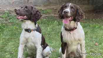 Dogs trained to use the power of their nose to detect bacteria