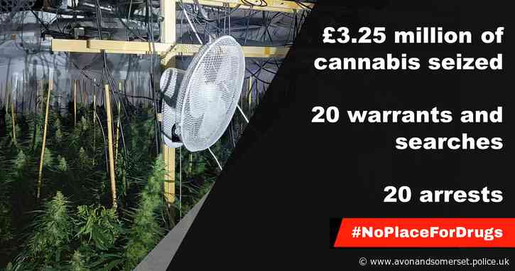 £3.25 million of cannabis plants seized in successful operation targeting organised crime