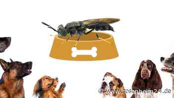 Hundefutter mit Insekten: 3 Marken überzeugen bei Stiftung Warentest