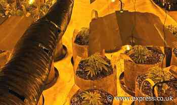 Cannabis plants worth £130million and £650,000 cash seized in record raids across UK