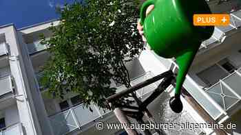Augsburger wollen Stadtbäume selbst gießen, sollen aber nicht – warum?