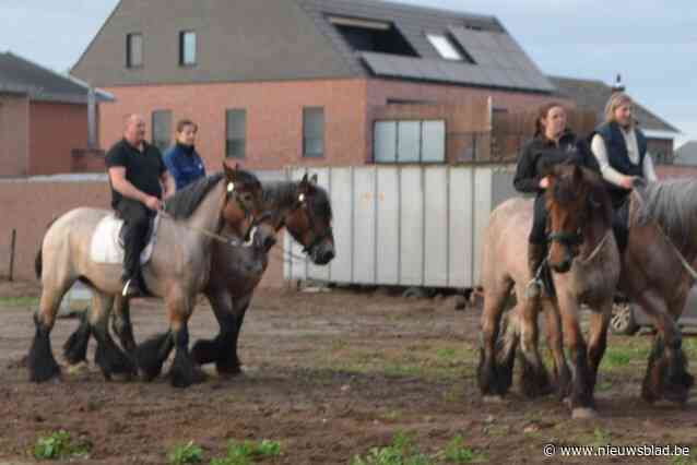 Marnix (63) kocht 35 jaar geleden zijn eerste Belgisch trekpaard en houdt nu 25ste keer een happening met zijn lievelingsdieren: “Stal De Brabander heeft geen concurrentie in binnen- en zelfs buitenland”