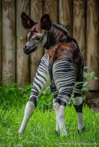 Endangered 'forest giraffe'calf born at Chester Zoo