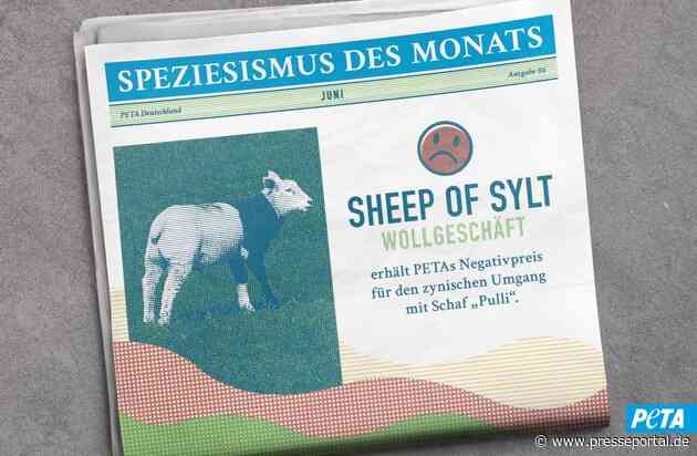 Leid im Schafspelz: "Sheep of Sylt" wirbt mit Lamm namens "Pulli"- und erhält dafür PETAs Negativpreis "Speziesismus des Monats"
