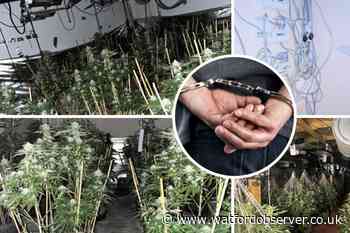 Watford men and teen arrested in cannabis factories crackdown