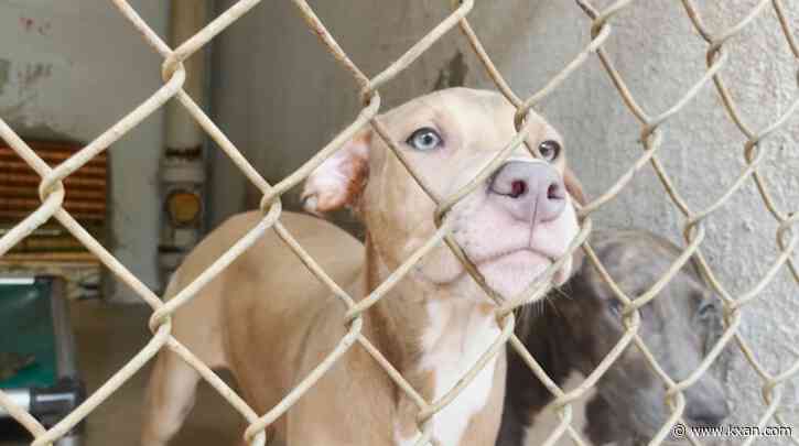 State law impacts regulations on pet sales in Texas cities