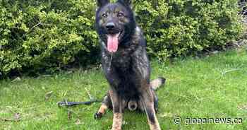 Woodstock, Ont. police dog dies in line of duty after ingesting drugs