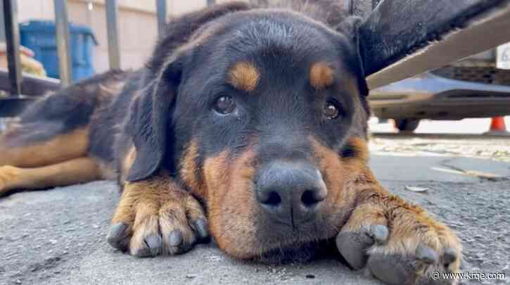 Dog trapped between 2 buildings in California rescued by firefighters