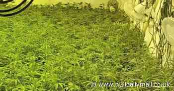 £2-million worth of cannabis and weapons including 'handmade spear' seized in drugs crackdown