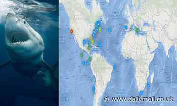 Great white sharks could soon appear in BRITAIN: Populations are moving towards Cornwall