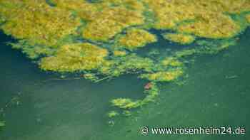 Verbesserung der Wasserqualität des Pelhamer Sees