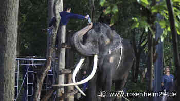 Kranker Elefant Sak Surin kehrt nach monatelanger Vorbereitung endlich nach Thailand heim